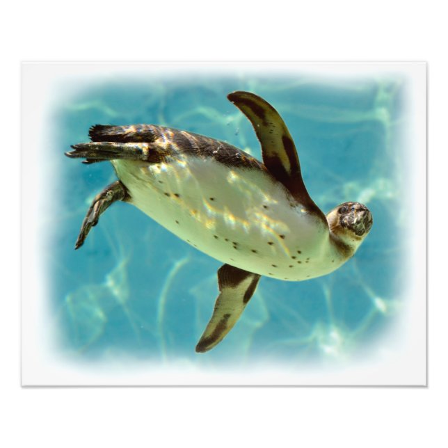 Foto Pinguim Humboldt nadando (Frente)