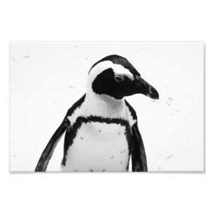 Foto Pinguim preto e branco