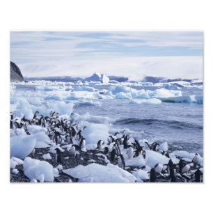 Foto Pinguins-de-adélia Pygoscelis adeliae