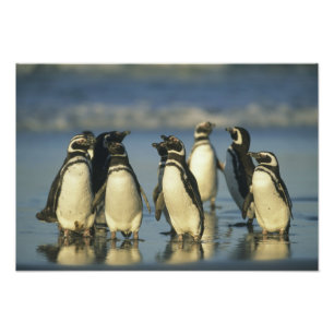 Foto Pinguins-de-magalhães, Spheniscus