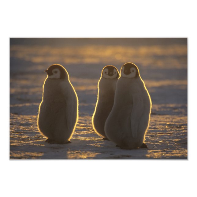 Foto Pinguins-imperadores (Frente)