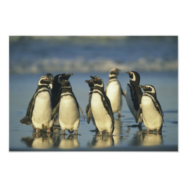 Foto Pinguins Magalhães, Esfenísco (Frente)