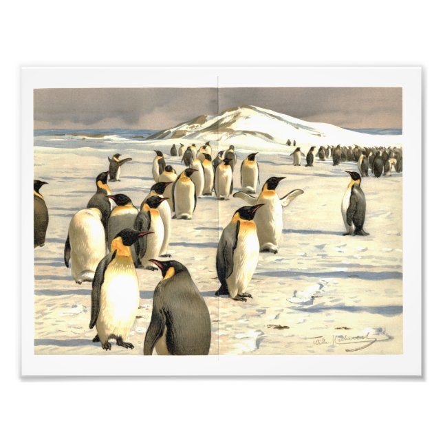 Foto Pinguins na Antártica (Frente)