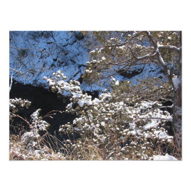 Foto "Pinheiros Congelados" (Frente)