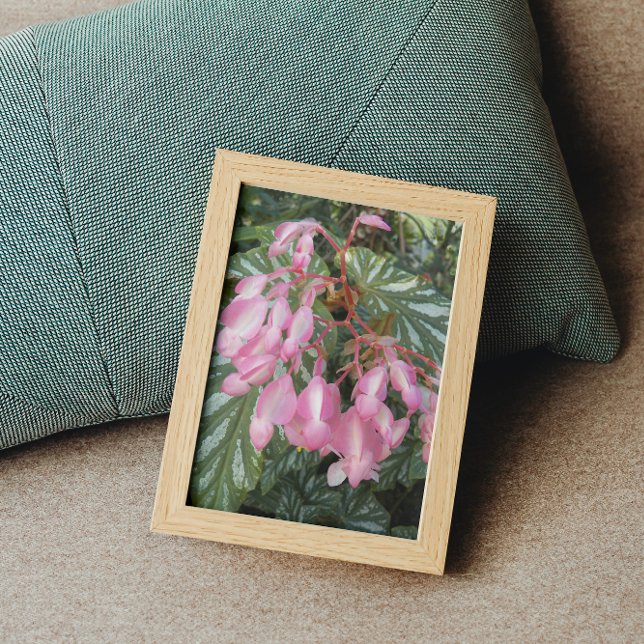 Foto Pink Angel Wing Begonia Floral Flores (In Situ Framed)