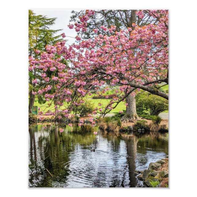 Foto Pink Cherry Blossoms and Pond Photographic (Frente)