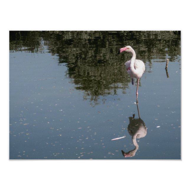 Foto pink flamingo in the water (Frente)