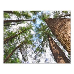 Foto Pinos Para o Céu
