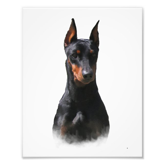Foto Pinscher Alemão (Frente)