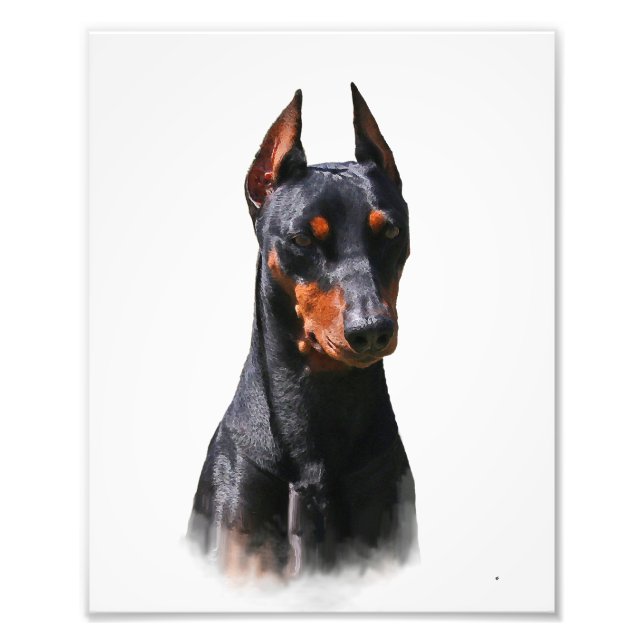 Foto Pinscher Alemão (Frente)