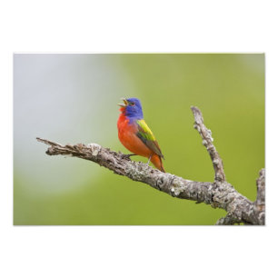 Foto Pintassilgo-de-bico-grosso (Passerina ciris) macho