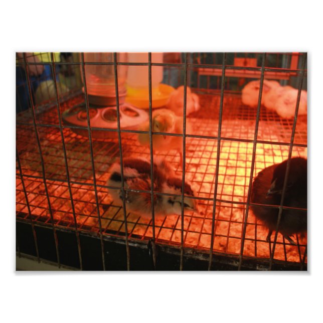 Foto Pintinho de recém-nascido em Incubadora (Frente)