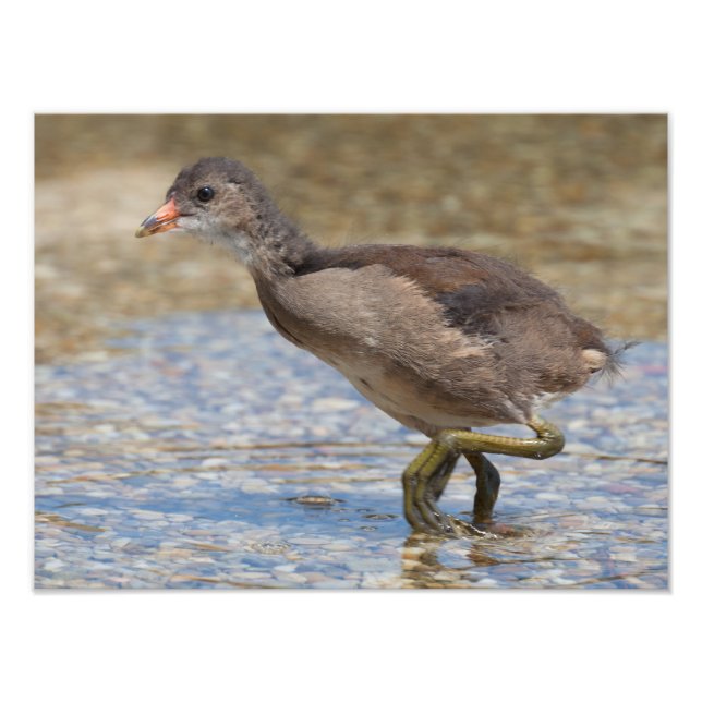 Foto Pintinho Eurasian Coot Young (Frente)