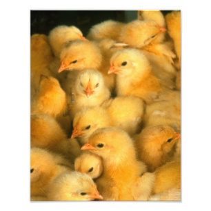 Foto Pintinhos amarelos do bebê