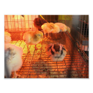 Foto Pintinhos amarelos do bebê na incubadora