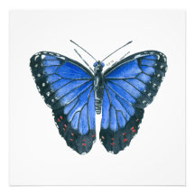 Pintor aquoso da borboleta Azul Morpho
