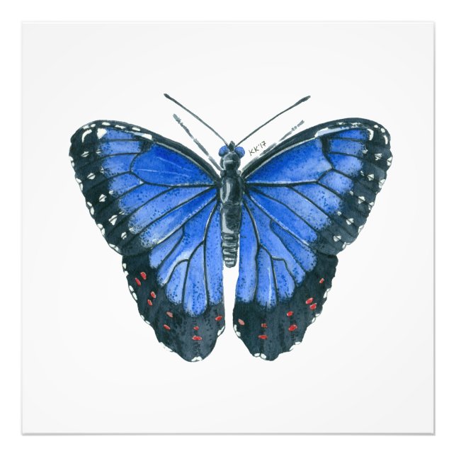 Foto Pintor aquoso da borboleta Azul Morpho (Frente)
