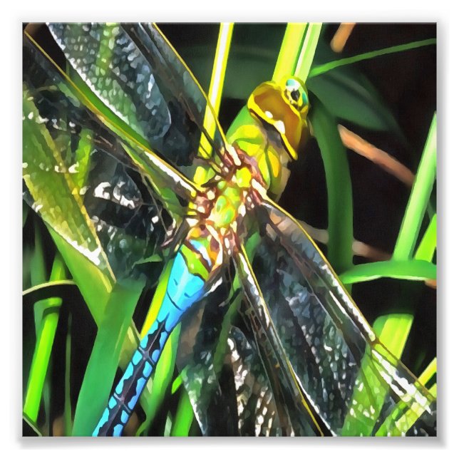 Foto Pintura de Asas de Sombreamento da Dragonfly Azul (Frente)