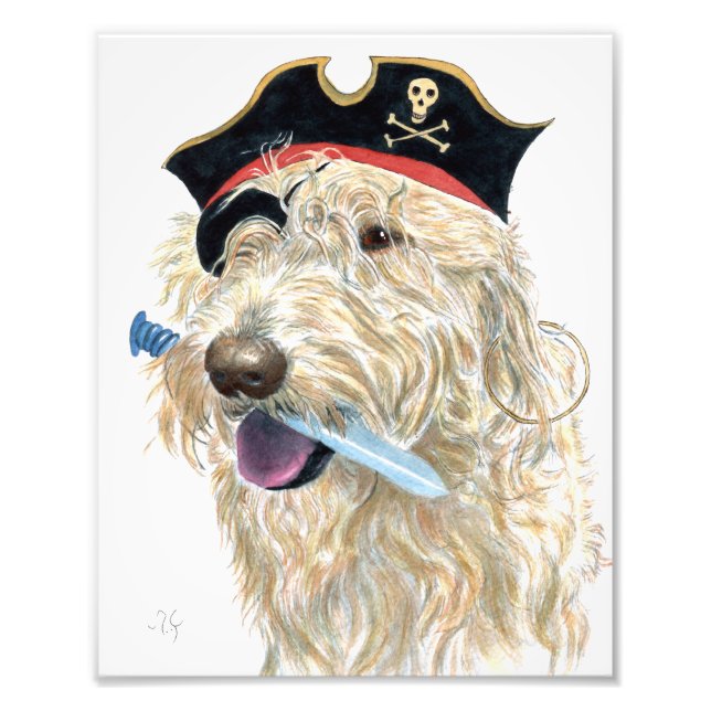 Foto Pirate Cream Labradoodle (Frente)