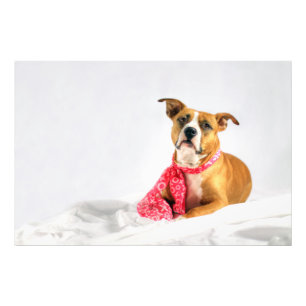 Foto Pit Bull Puppy Love in Pink XOXO