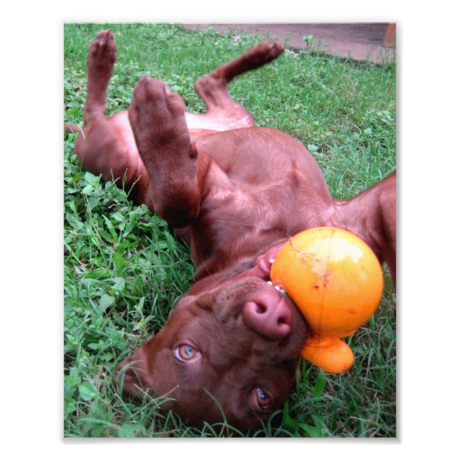Foto Pit Puppy do Chocolate Tocando com Bola (Frente)