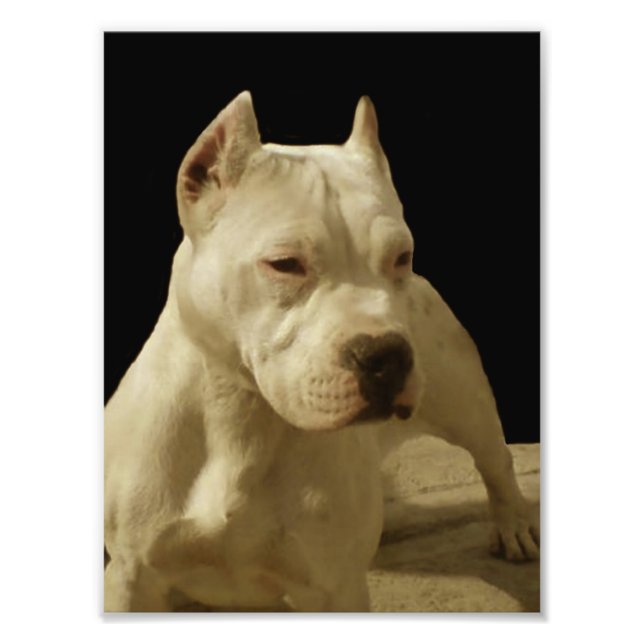 Foto Pitbull Branco Terrier (Frente)