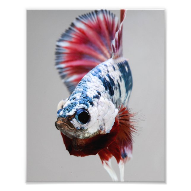 Foto Plakat Betta Fish (Frente)