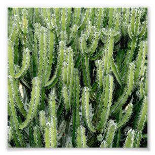 Foto Planta de Cactos Verde