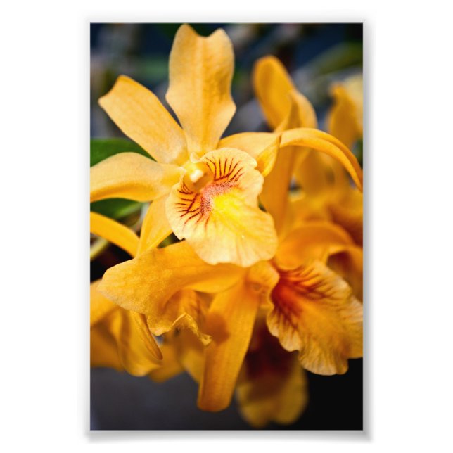 Foto Planta de Flor Orquídea Amarela (Frente)