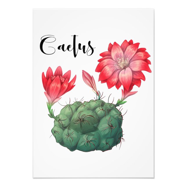 Foto Planta de Lover Cactus (Frente)