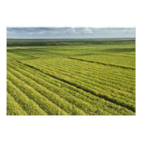 Plantações de Cana-de-Açúcar, Guiana