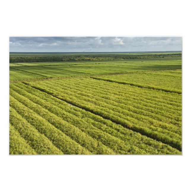 Foto Plantações de Cana-de-Açúcar, Guiana (Frente)