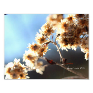 Foto Plantas de campo à luz do sol