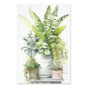 Foto Plantas de Casa