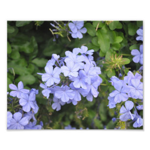 Foto Plumbago de Kauai