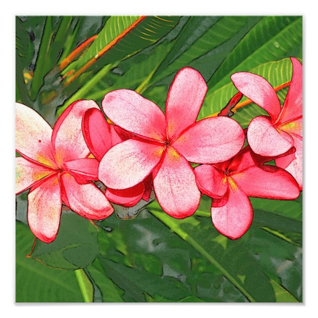 Foto Plumeria (Frente)