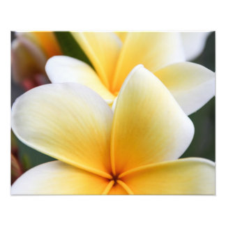 Foto Plumeria Amarela Flor Frangipani Design Floral
