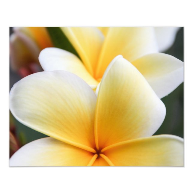 Foto Plumeria Amarela Flor Frangipani Design Floral (Frente)