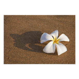 Foto Plumeria em praia arenosa, Maui, Havaí, EUA