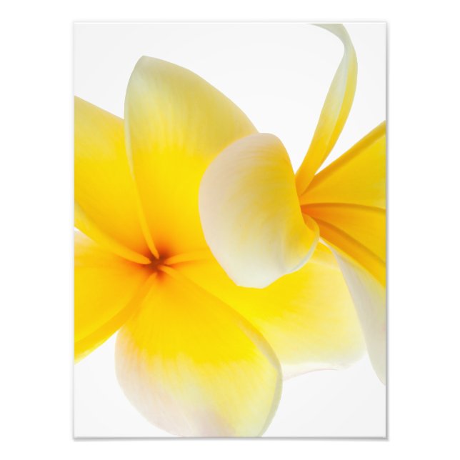 Foto Plumeria Flores Hawaiian White Yellow Frangipani (Frente)