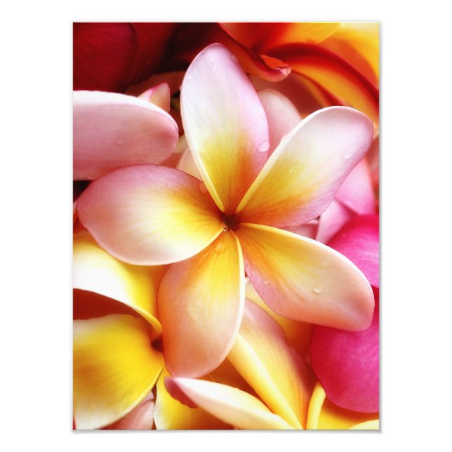 Foto Plumeria Frangipani Hawaii Flor Vazio Personalizad (Frente)