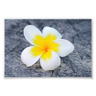 Foto Plumeria Lumbar Travesseiro