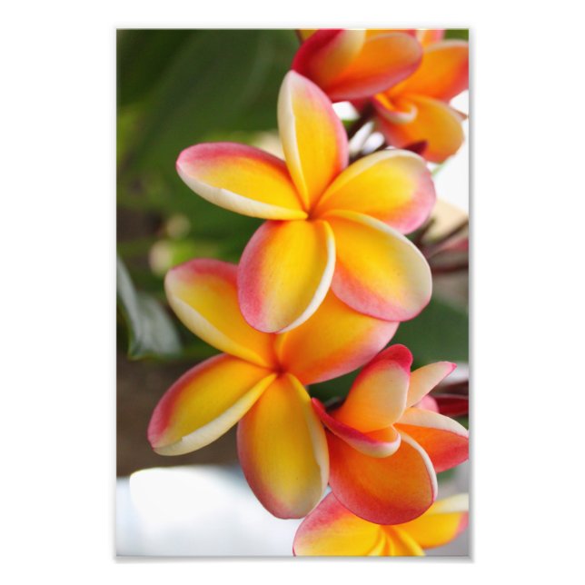Foto Plumeria Vermelha e Amarela 2 (Frente)