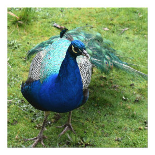 Foto Poder do Pavão Real Regale