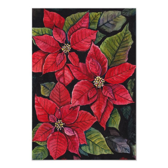 Foto Poinsettia Vibrante Em Aquarela (Frente)