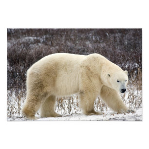 Foto Polar Ursus maritimus) em Churchill