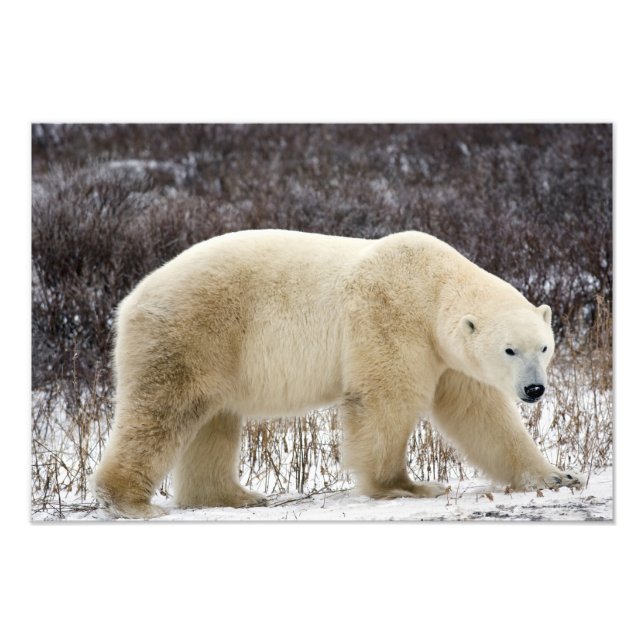 Foto Polar Ursus maritimus) em Churchill (Frente)