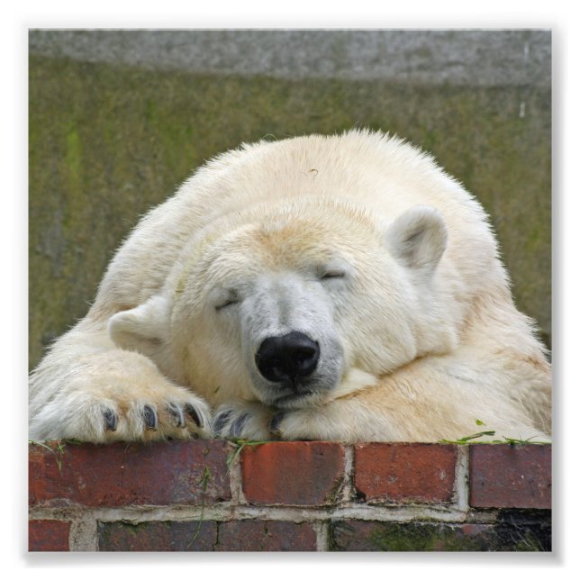 Foto PolarBear20150501 (Frente)