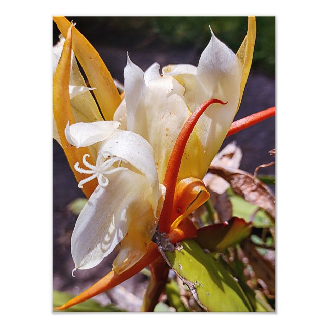 FOTO POLINISTA DRAGON CACTUS BLOQUEIO NOTURNO (Frente)