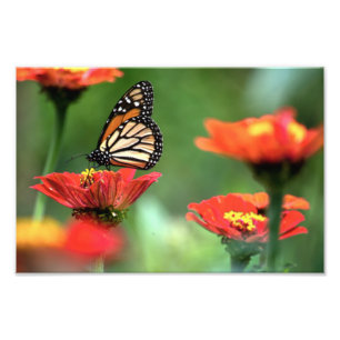Foto Polinização da Borboleta Monarca